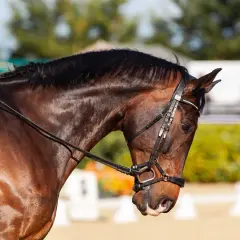 Un cheval bai en plein effort, prêt pour le **règlement dressage FFE**. La bride est ajustée, le cavalier concentré.