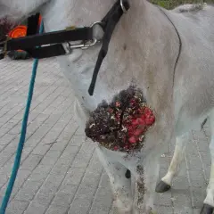 Un cheval souffre d'un carcinome avancé sur le flanc, une plaie ouverte et sanglante.