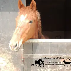 Un cheval roux curieux sort de son box. L'orge est une céréale essentielle pour l'alimentation des chevaux.