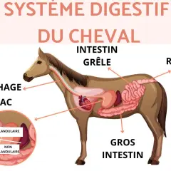 Schéma du système digestif du cheval, montrant l'œsophage, l'estomac, l'intestin grêle, le gros intestin et le rectum. La taille de l'intestin du cheval est impressionnante.