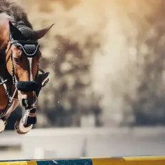 Un cheval brun saute un obstacle lors d'une compétition de cso équitation. La poussière vole autour de ses sabots.
