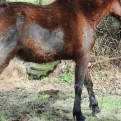 Un cheval brun, au pelage par endroits rasé, semble transpirer sans rien faire, debout dans un pré.