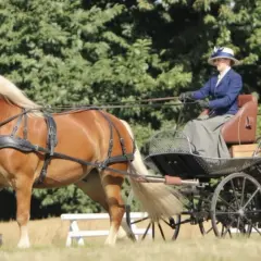 Un magnifique cheval de trait breton tire une calèche d'époque avec deux personnes élégamment habillées.