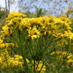Un champ de seneçon de Jacob, aux fleurs jaunes vives, illumine le paysage.