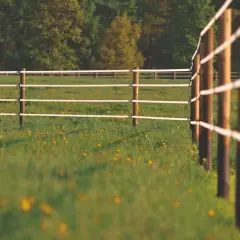 Clôture électrique sur une prairie verdoyante parsemée de fleurs jaunes, prête pour l'application d'engrais prairie.