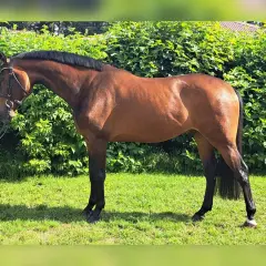Un magnifique cheval warmblood bai, au port altier, se tient sur une pelouse verte devant un mur de verdure luxuriante.