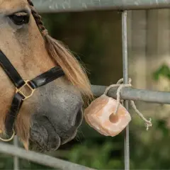 Un cheval au licol noir s'approche d'une pierre de sel rose, une source de minéraux essentiels pour sa santé.