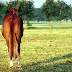 Cheval brun au pré, queue longue et soyeuse. Un petit tas d'excréments au sol, peut-être des oxyures cheval.