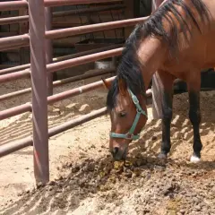 Un cheval brun renifle un tas de crottin de cheval, peut-être un signe de maladie ou de parasites.