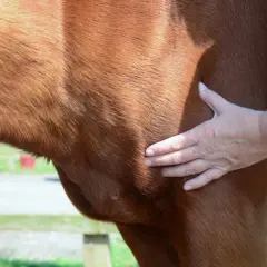 Main d'un vétérinaire palpant le flanc d'un cheval pour évaluer un œdème, étape clé du traitement.