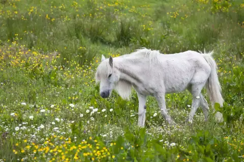 Un poney blanc, au milieu d'un champ de fleurs jaunes et blanches, broute paisiblement. Il semble savourer ce qu'un poney mange dans un tel décor.