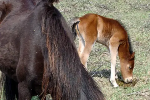 Un poulain brun, un cheval qui tousse en mangeant, se penche sur de l'herbe verte. Une jument noire est à gauche.