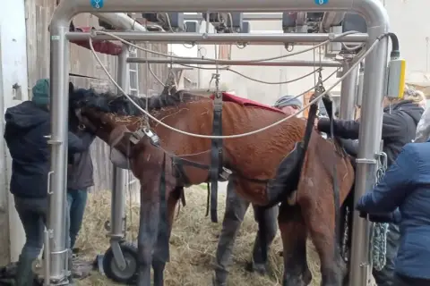 Un cheval est suspendu dans un appareil, entouré de personnes. La scène évoque la décomposition d'un cheval mort, une fin tragique.