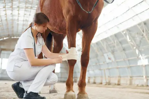 Vétérinaire appliquant un bandage sur la jambe d'un cheval, soignant une possible fourbure.