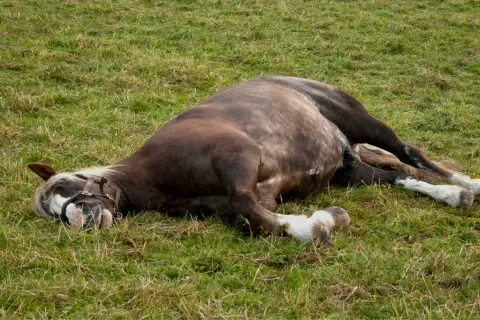 Cheval couché dans l'herbe, le museau au sol. Son corps semble tendu, un signe colique cheval inquiétant.