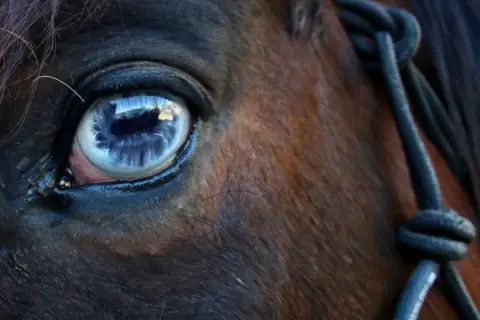 Gros plan sur l'oeil bleu d'un cheval, reflétant le ciel. Une longe est visible sur le côté.