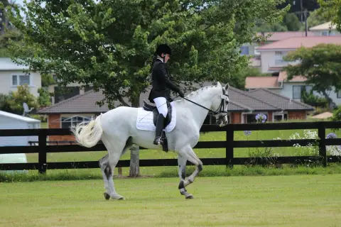 Cavalier en tenue d'équitation sur un cheval blanc en mouvement, le cheval effectue un mouvement d'épaule en dedans avec grâce.