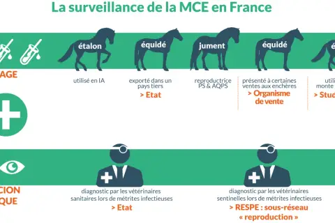 Surveillance de la MCE : dépistage par IA pour étalon, export, ventes, monte naturelle. Suspicion clinique : diagnostic vétérinaire pour métrites infectieuses, RESPE.