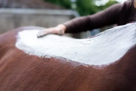 Une main applique de l'argile blanche sur le dos d'un cheval brun. Un soin apaisant pour le cheval.