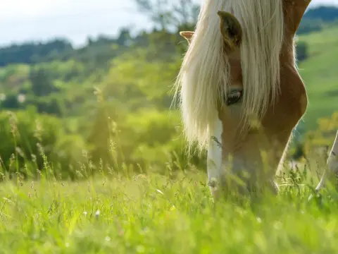 Gérer la pâture des chevaux - Optimisez herbe et santé équine