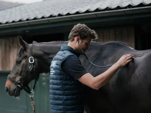 Cheval maigrit au pré - Causes et solutions efficaces