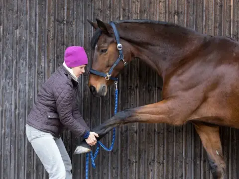 Fourbure cheval - Alimentation : Évitez les erreurs courantes !