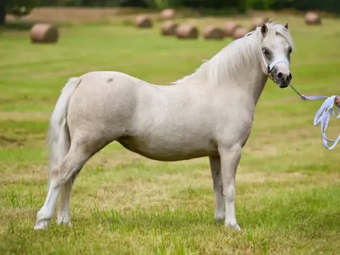 Grand poney - Choisir sans erreur, du loisir au sport