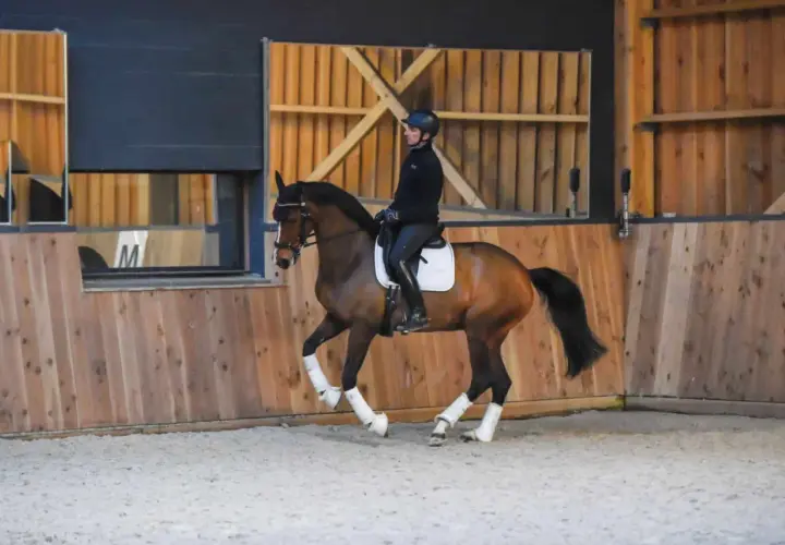 Un cheval brun en plein galop dans une carrière, monté par une cavalière en tenue d'équitation.