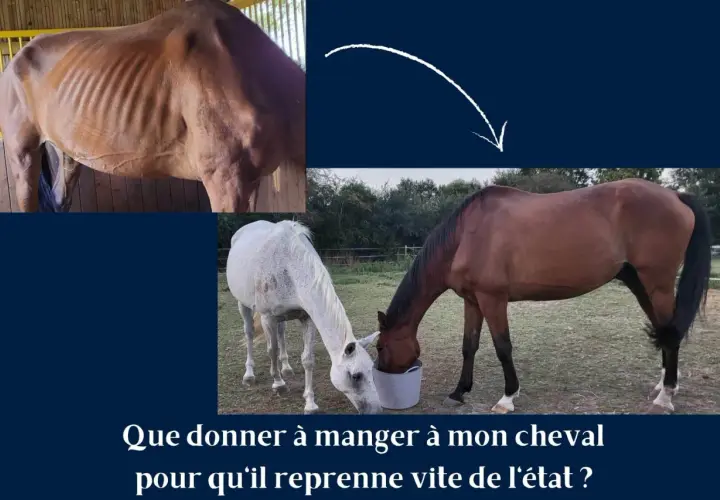 Un cheval émacié, puis deux chevaux mangeant dans un seau. Une ration d'avoine pour un cheval en convalescence.