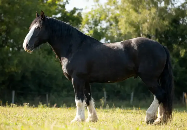 Un magnifique cheval noir, un Clydesdale, se tient dans un pré verdoyant. Sa **taille** imposante et sa robe lustrée sont mises en valeur par le soleil.