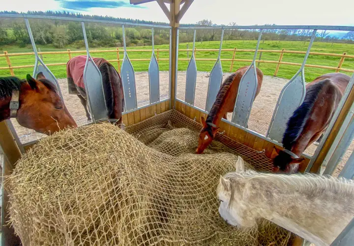 Chevaux mangeant du foin dans un râtelier. Le foin, essentiel pour leur digestion, présente des avantages et inconvénients.