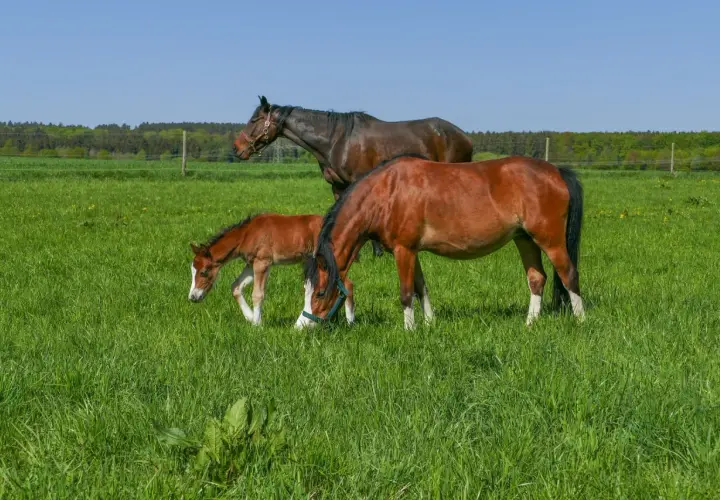 Trois chevaux, dont un poulain, broutent dans un pré verdoyant. L'herbe luxuriante suggère une bonne analyse de sol pour la pâture.
