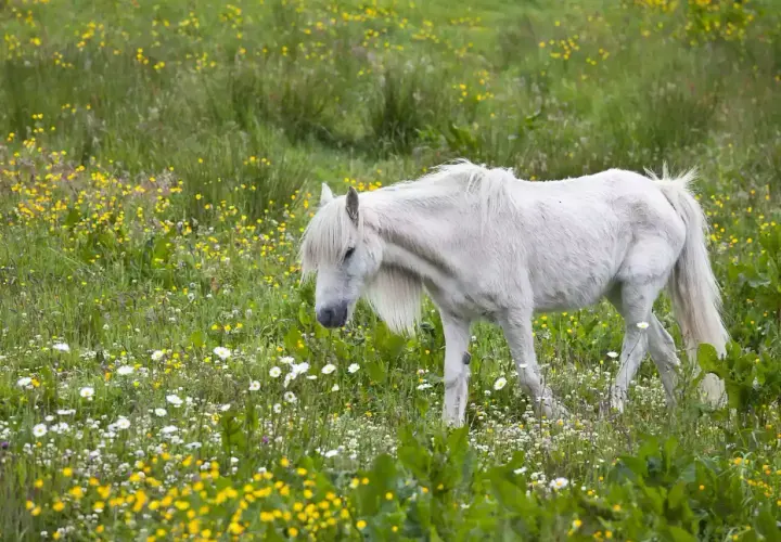 Un poney blanc, au milieu d'un champ de fleurs jaunes et blanches, broute paisiblement. Il semble savourer ce qu'un poney mange dans un tel décor.