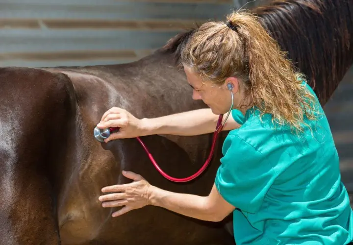 Vétérinaire auscultant un cheval avec un stéthoscope. Elle vérifie la santé de ce magnifique gourme cheval.