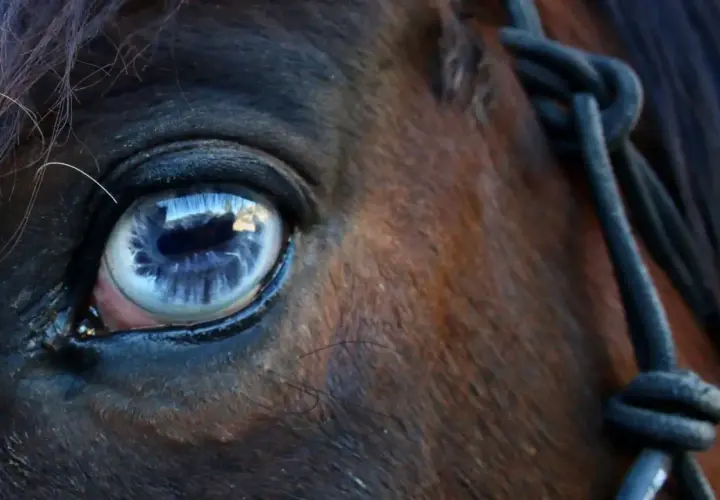 Œil bleu intense d'un cheval, reflet d'un ciel nuageux. On dirait un cheval qui pleure, une larme de tristesse dans son regard profond.