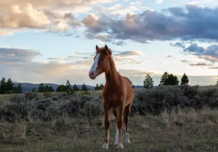 Un jeune mustang animal au pelage roux se tient dans un paysage sauvage, sous un ciel nuageux au coucher du soleil.