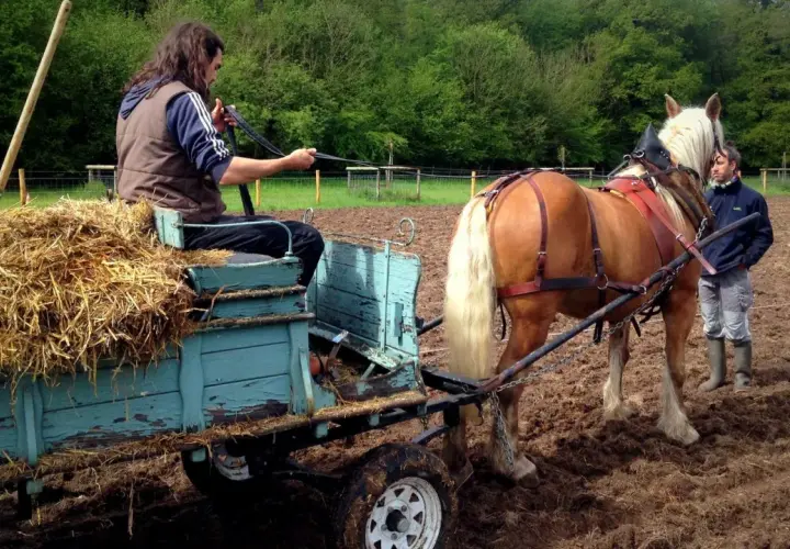 Un homme conduit un cheval de trait tirant une charrette de foin. Un autre homme surveille. C'est une herse de prairie pour chevaux en action.