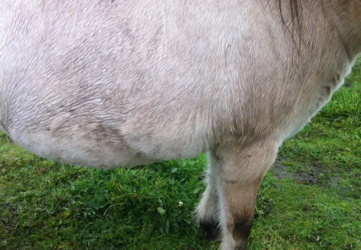 Flanc d'un cheval à la robe claire, peut-être traité avec de la metformine pour le bien-être de l'animal. Herbe verte en arrière-plan.