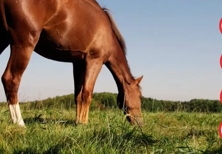 Cheval brun broutant dans un pré, avec des icônes de tiques et de mouches barrées, symbolisant la lutte contre le parasite cheval.
