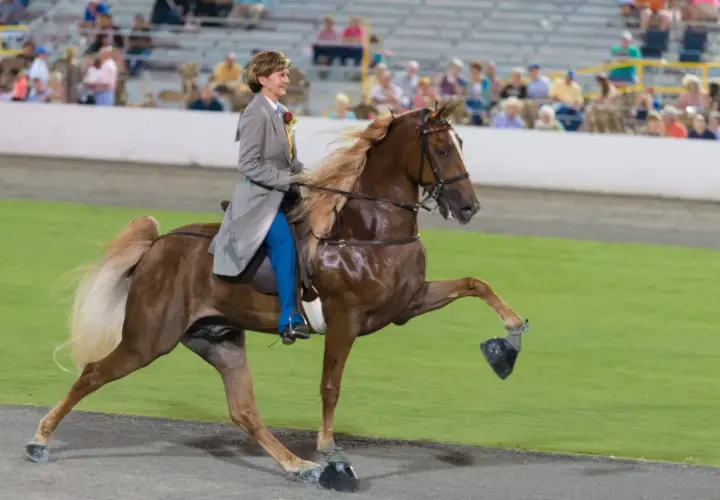 Une cavalière en tenue d'apparat monte un Tennessee Walking Horse, dont la crinière flotte au vent.