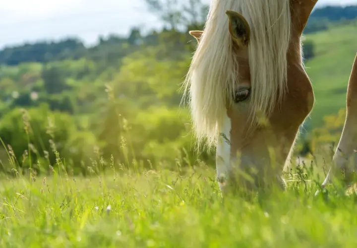 Un cheval à la crinière blonde broute paisiblement dans une herbe verdoyante, profitant d'un paysage vallonné et ensoleillé.