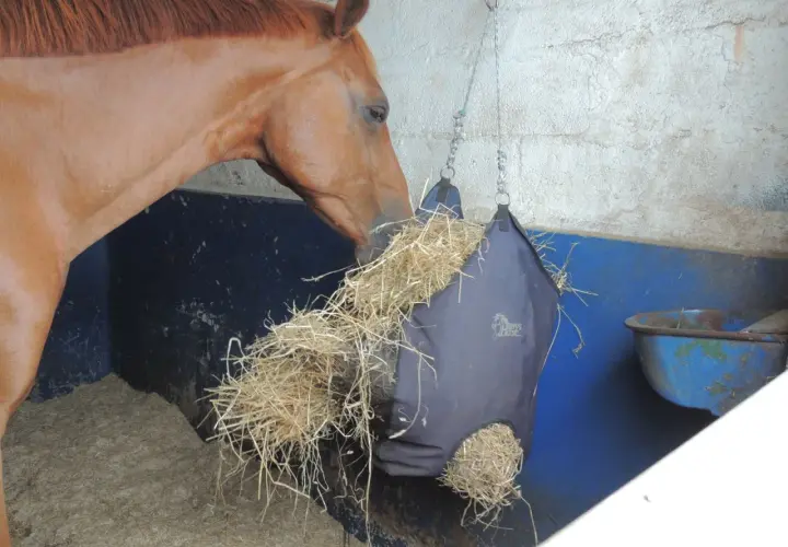 Un cheval brun mange du foin dans un sac de rationnement suspendu.