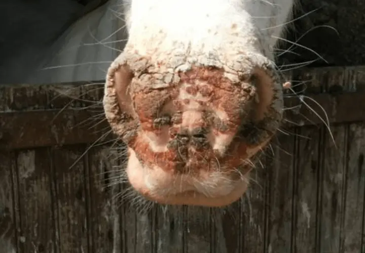 Museau de cheval affecté par le millepertuis photosensibilisant, avec des lésions cutanées et des croûtes.
