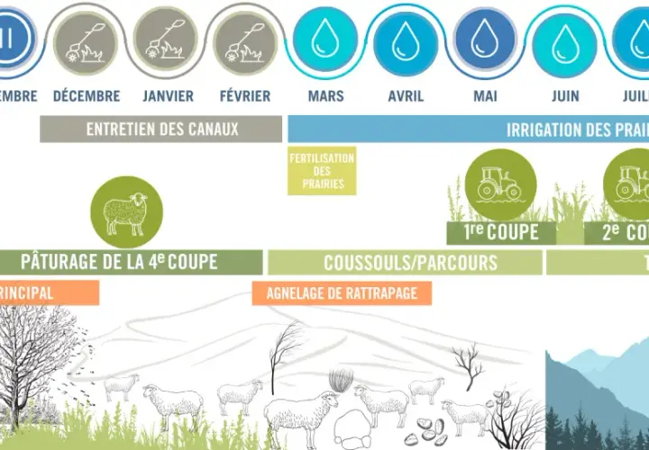 Le cycle annuel de l'élevage ovin montre l'irrigation des prairies, l'entretien des canaux, la fertilisation, et indique combien de coupe de foin par an sont réalisées : 3 coupes principales et une 4ème pour le pâturage.