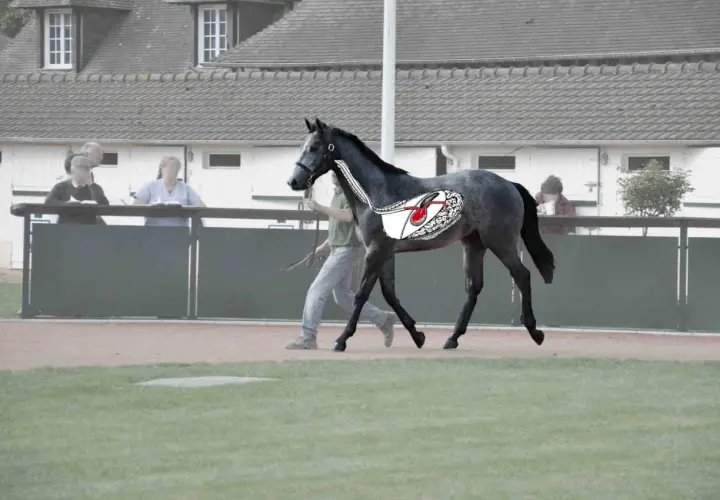 Cheval gris en mouvement, avec une illustration de l'estomac montrant un ulcère. La luzerne peut être une cause.