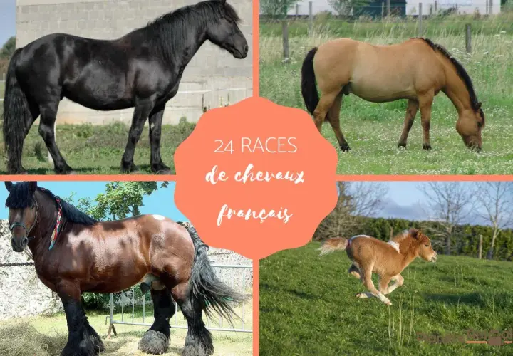 Quatre chevaux de différentes races françaises, dont un noir majestueux, un bai broutant, un trait brun et un poulain roux en pleine course.
