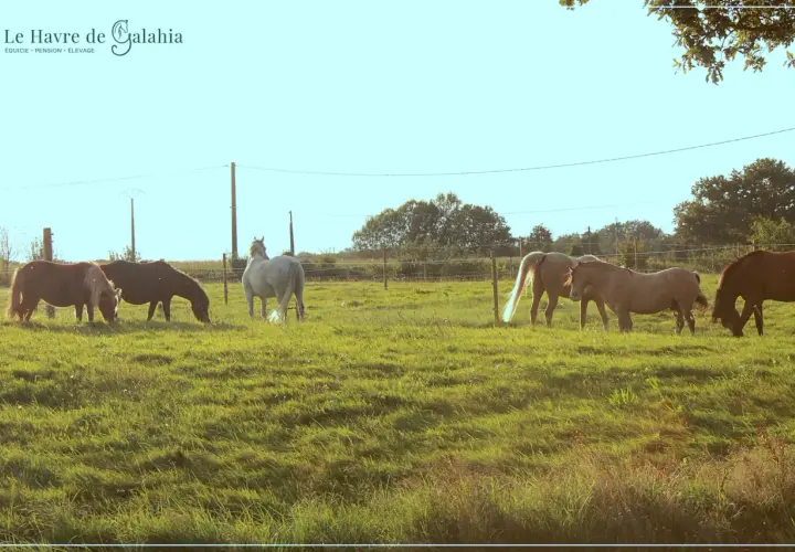 Chevaux profitant d'un pâturage tournant verdoyant au Havre de Galahia.