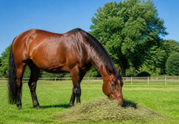 Un magnifique cheval brun, le cheval qui mange paisiblement dans un pré verdoyant sous un ciel bleu clair.