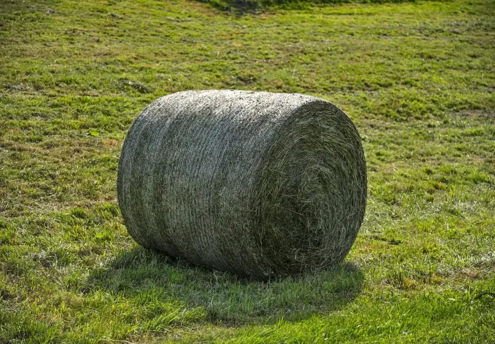 Gros round de foin enrubanné sur une prairie verte. Un cheval pourrait apprécier cette réserve pour l'hiver.