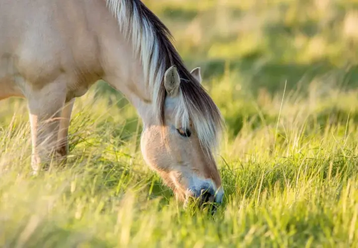 Un magnifique msm cheval, au pelage clair et à la crinière bicolore, broute paisiblement dans une prairie verdoyante baignée de soleil.